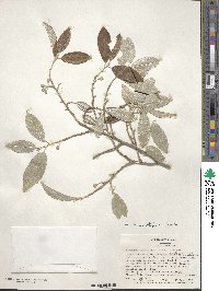 Elaeagnus multiflora image