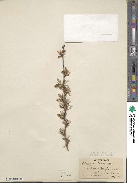 Elaeagnus multiflora image