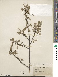 Elaeagnus multiflora image