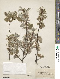 Elaeagnus multiflora image