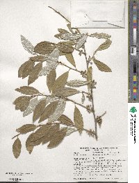 Elaeagnus umbellata image