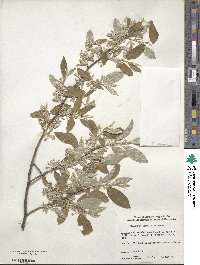 Elaeagnus umbellata image