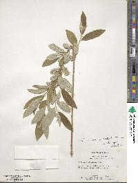 Elaeagnus umbellata image