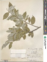 Elaeagnus umbellata image