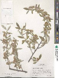 Elaeagnus umbellata image