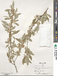 Elaeagnus umbellata image