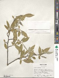 Elaeagnus umbellata image