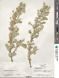 Elaeagnus umbellata image