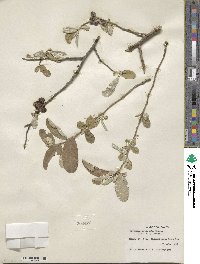 Elaeagnus umbellata image