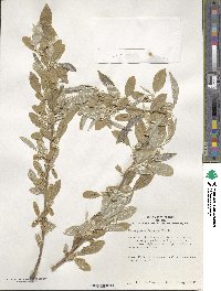 Elaeagnus umbellata image