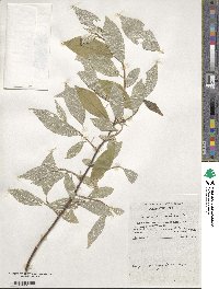 Elaeagnus umbellata image