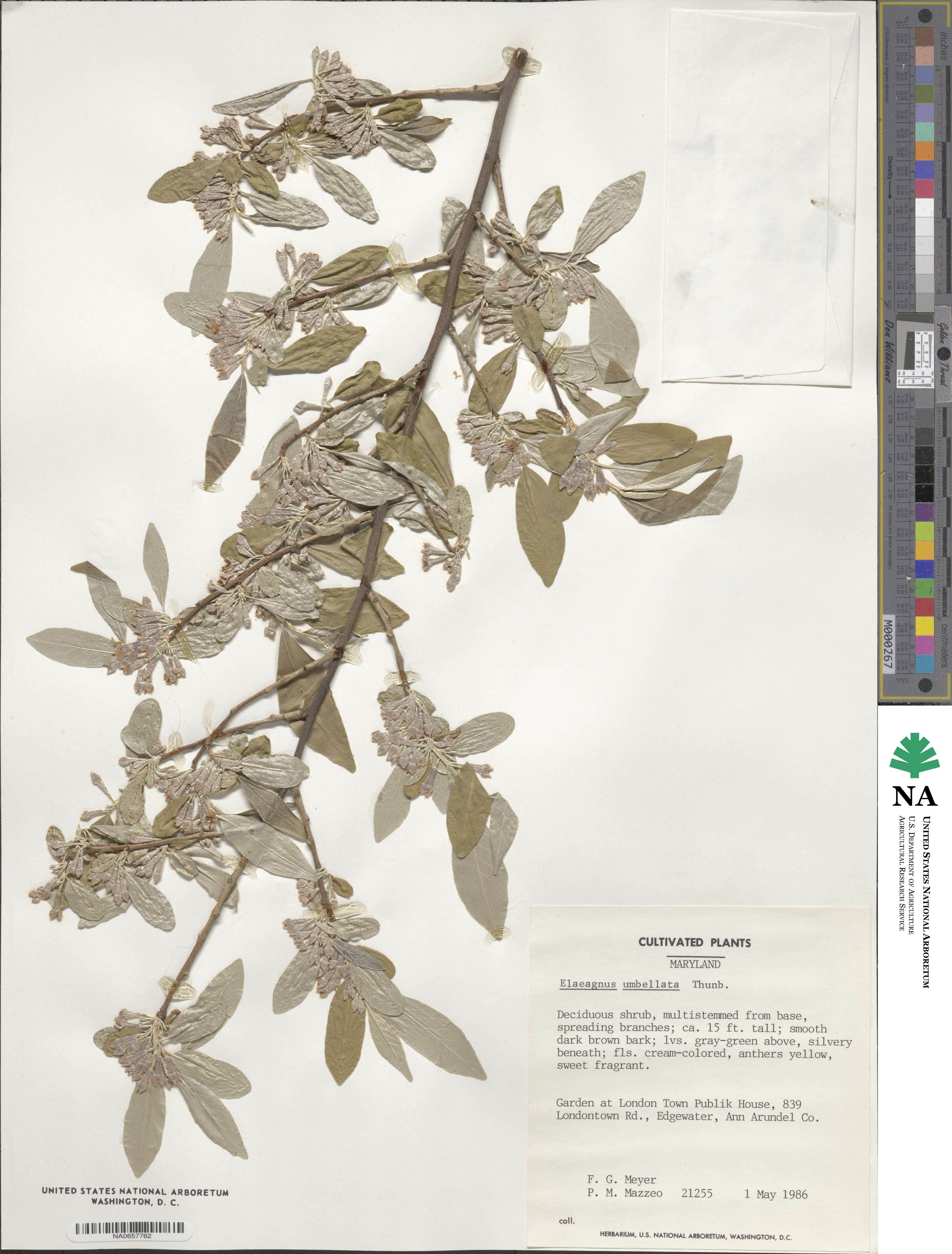 Elaeagnus umbellata image