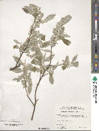 Elaeagnus umbellata image