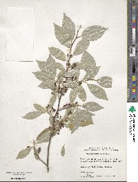 Elaeagnus umbellata image