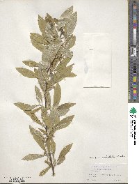 Elaeagnus umbellata image