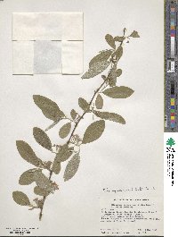 Elaeagnus umbellata image