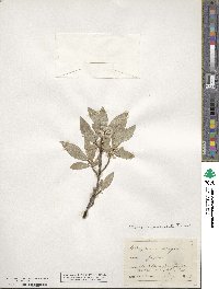 Elaeagnus umbellata image