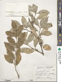 Elaeagnus umbellata image