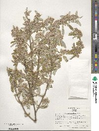 Elaeagnus umbellata image