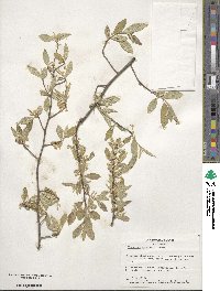 Elaeagnus umbellata image