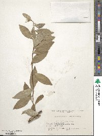 Elaeagnus umbellata image