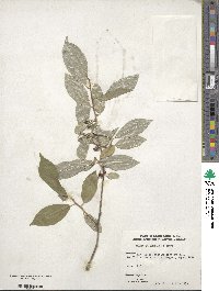 Elaeagnus umbellata image