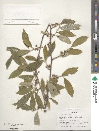 Elaeagnus umbellata image