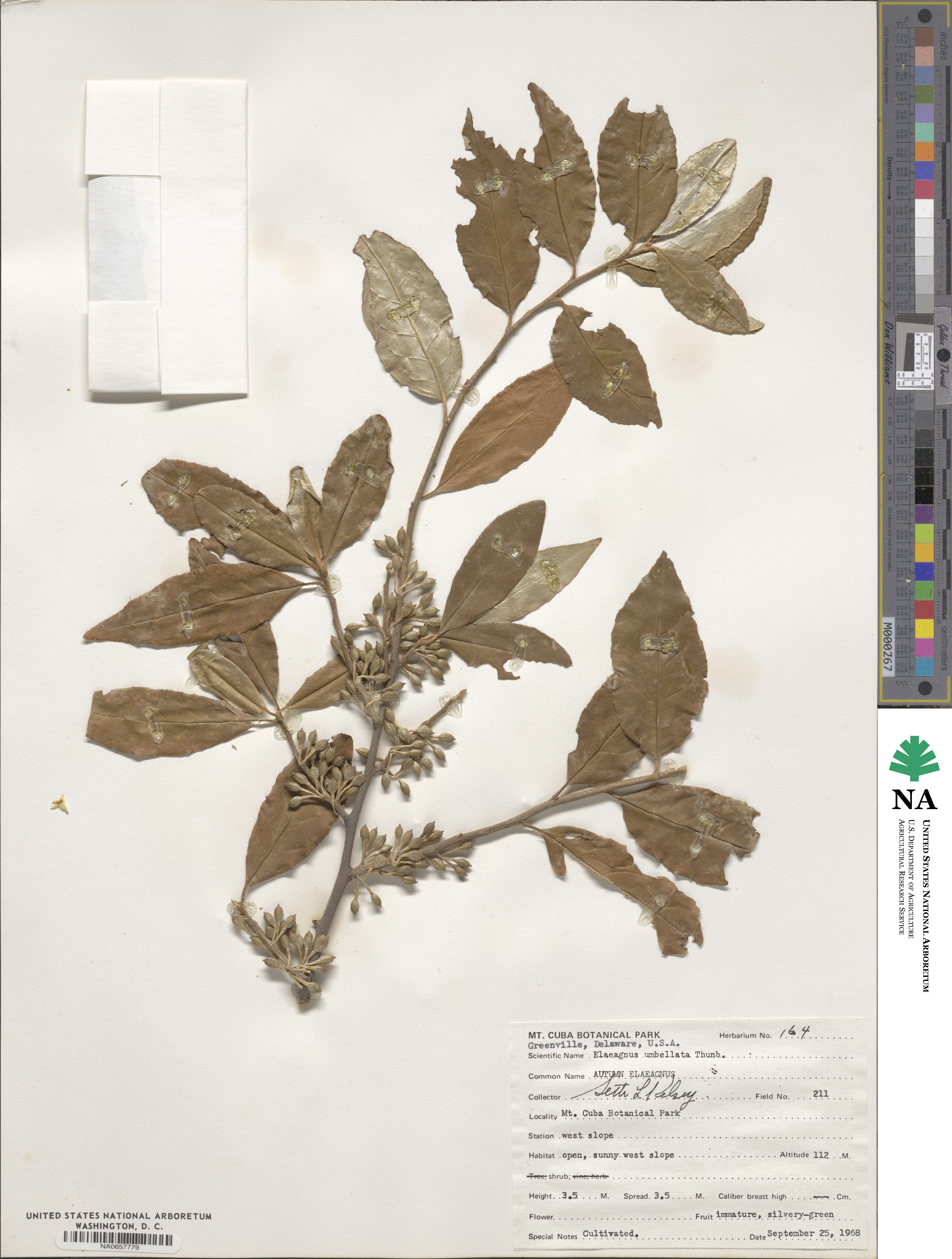 Elaeagnus umbellata image