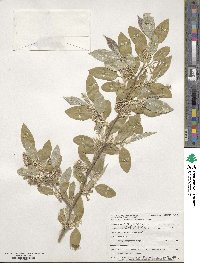 Elaeagnus umbellata image