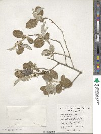 Elaeagnus umbellata image