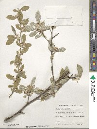 Elaeagnus umbellata image