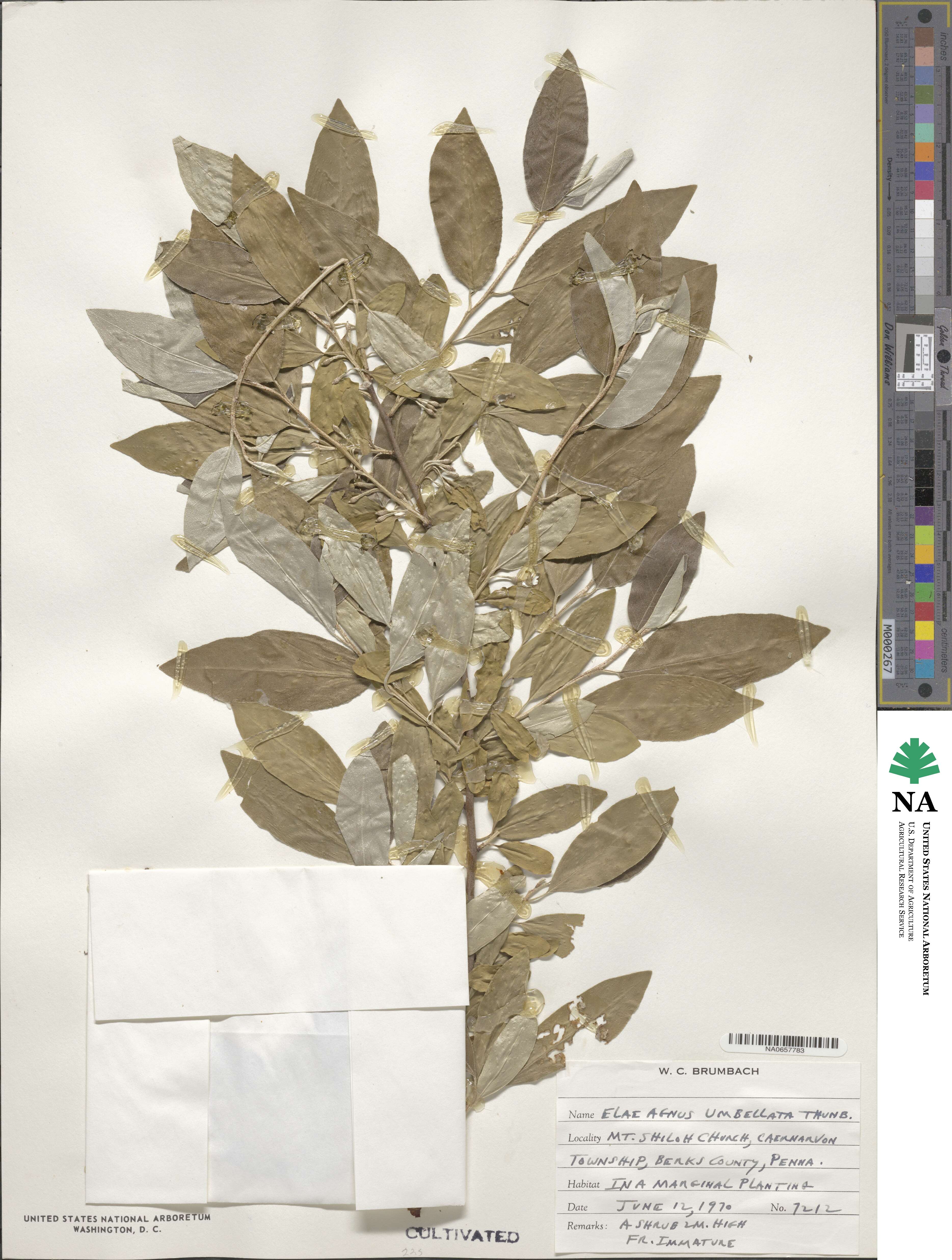 Elaeagnus umbellata image