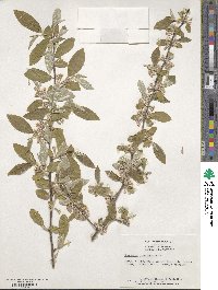 Elaeagnus umbellata image