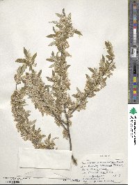 Elaeagnus umbellata image