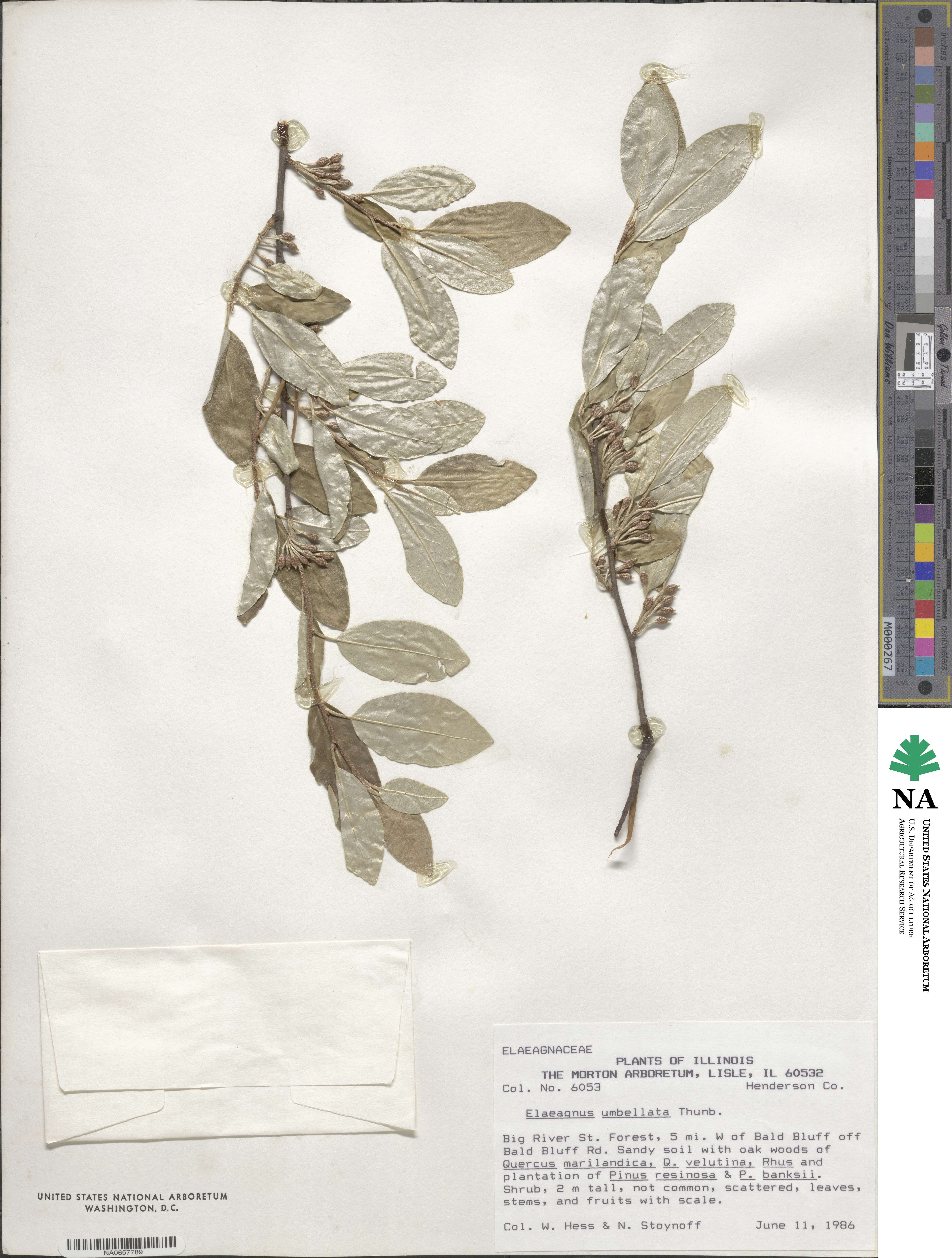 Elaeagnus umbellata image