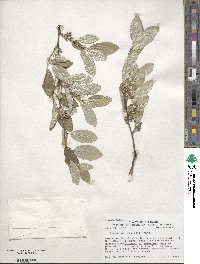 Elaeagnus umbellata image