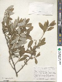 Elaeagnus umbellata image