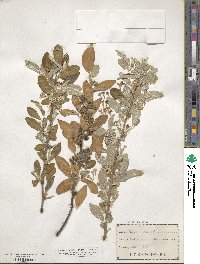 Elaeagnus umbellata image