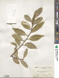 Elaeagnus pungens image