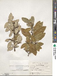 Elaeagnus pungens image