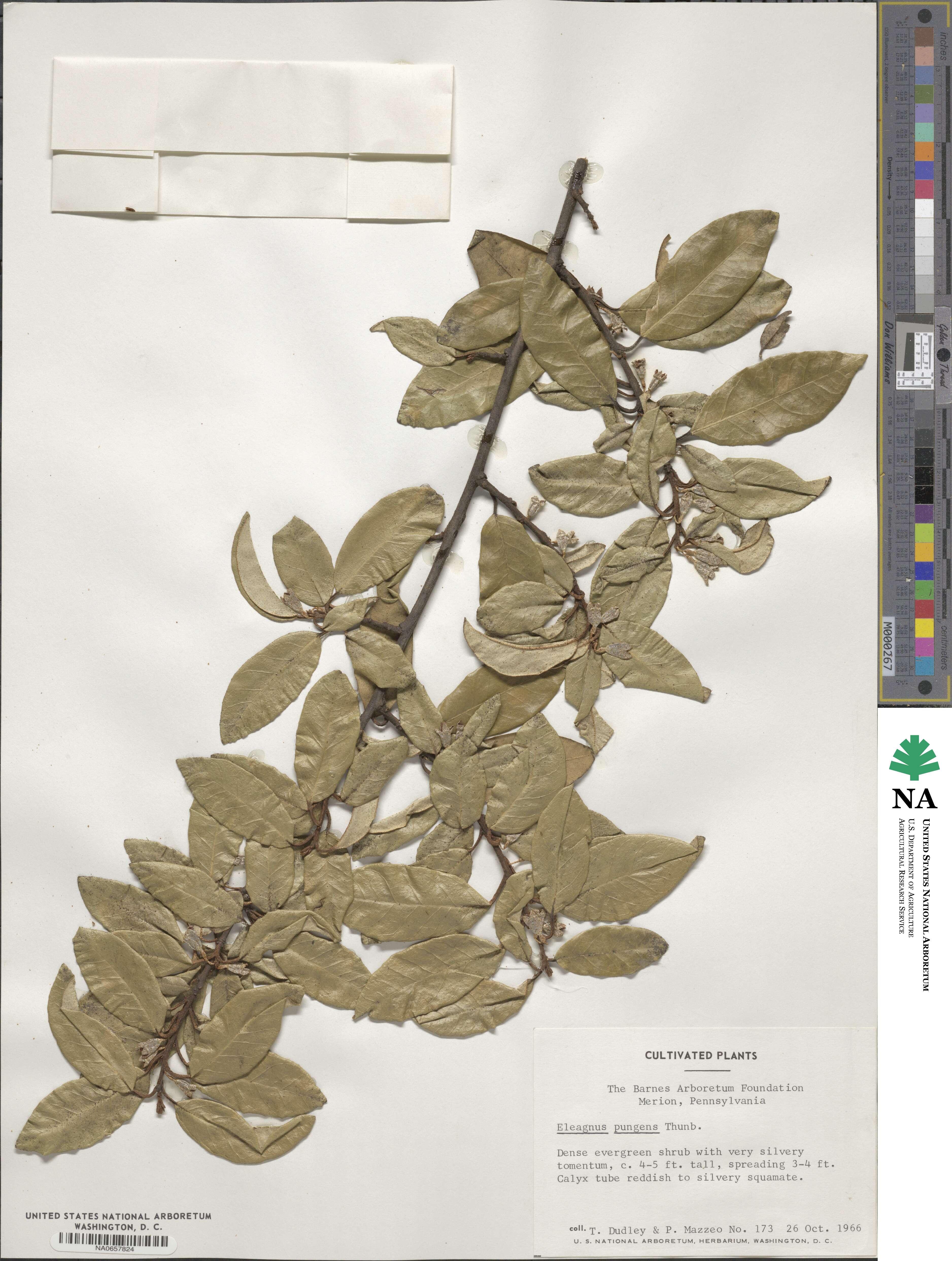 Elaeagnus pungens image