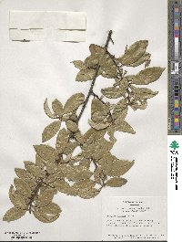 Elaeagnus pungens image