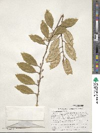 Elaeagnus pungens image