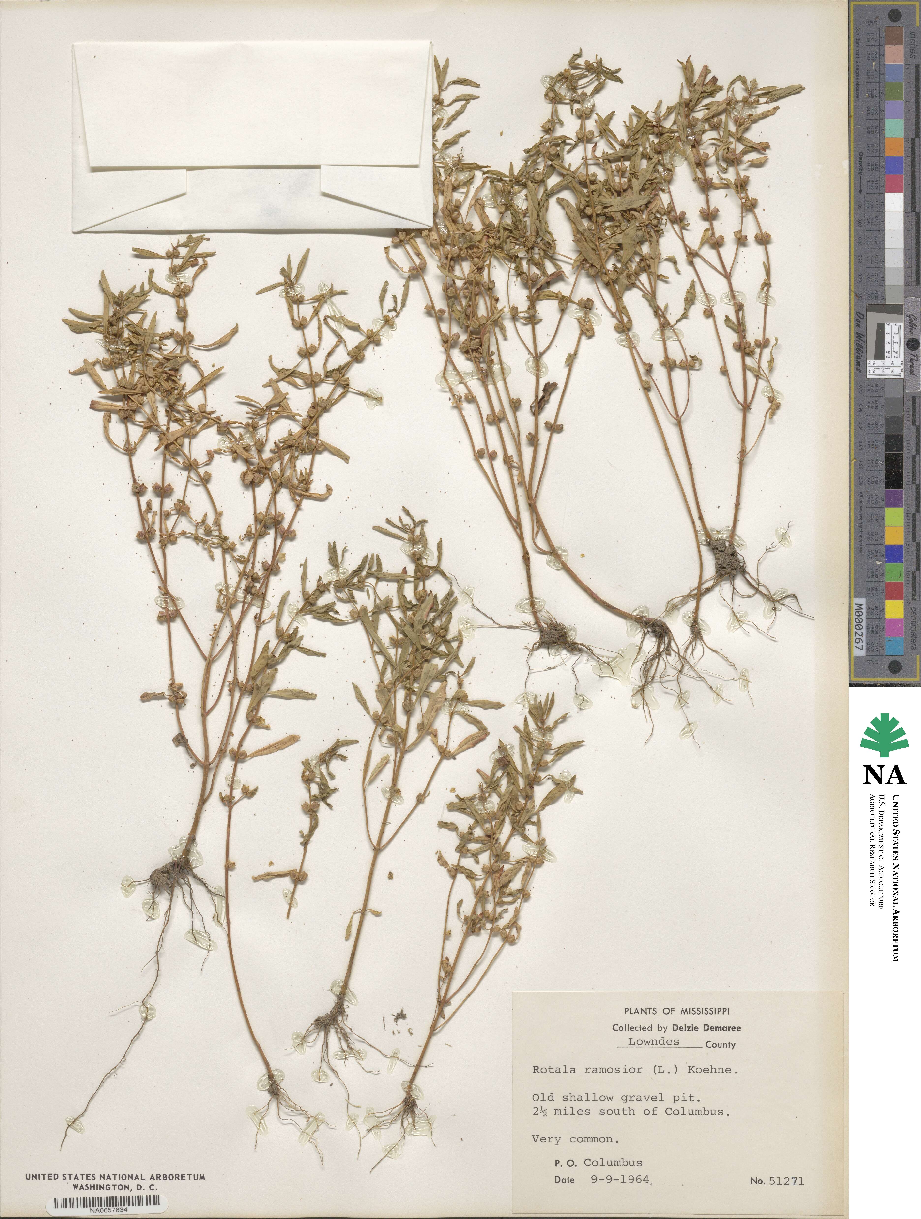 Rotala ramosior image