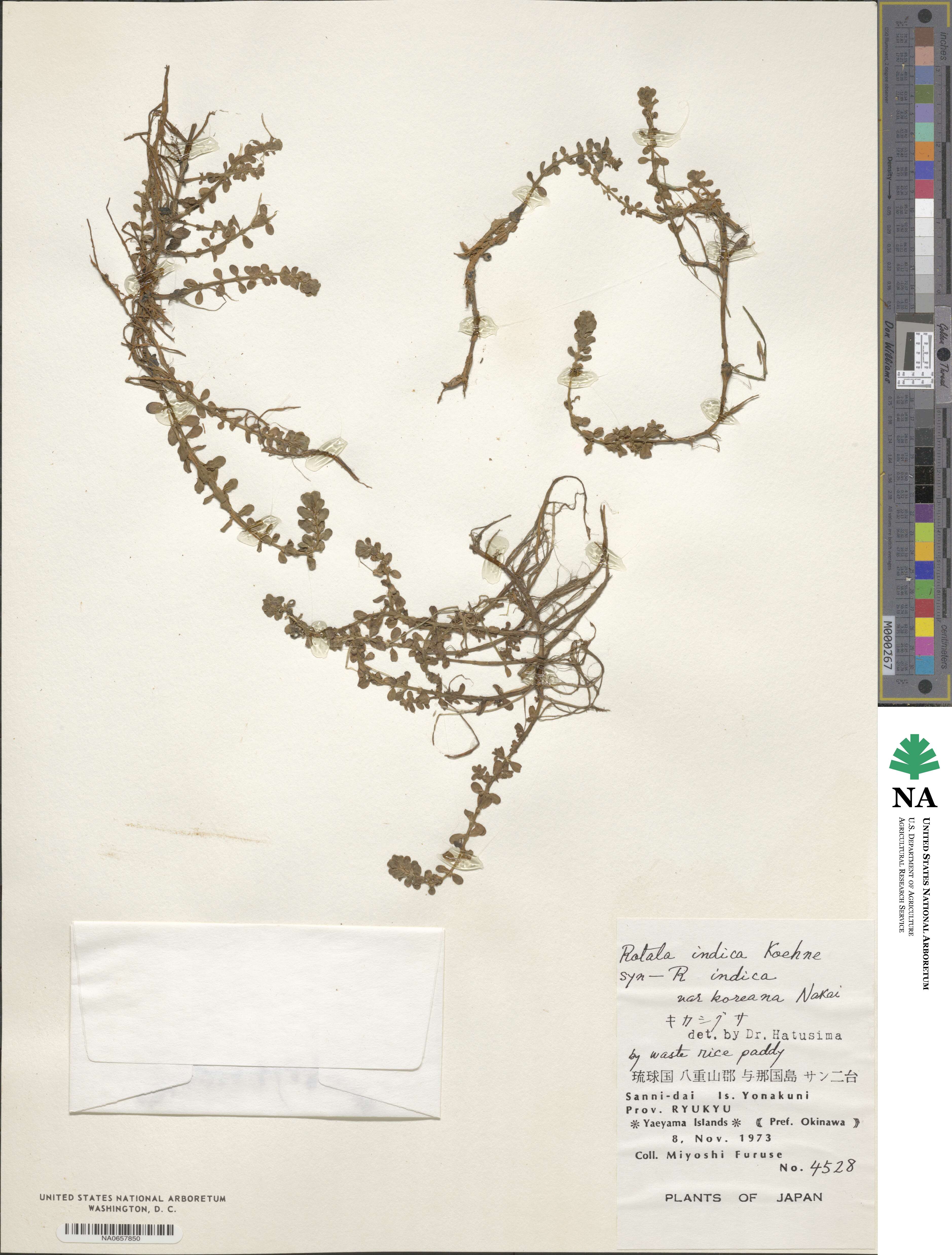 Rotala indica image