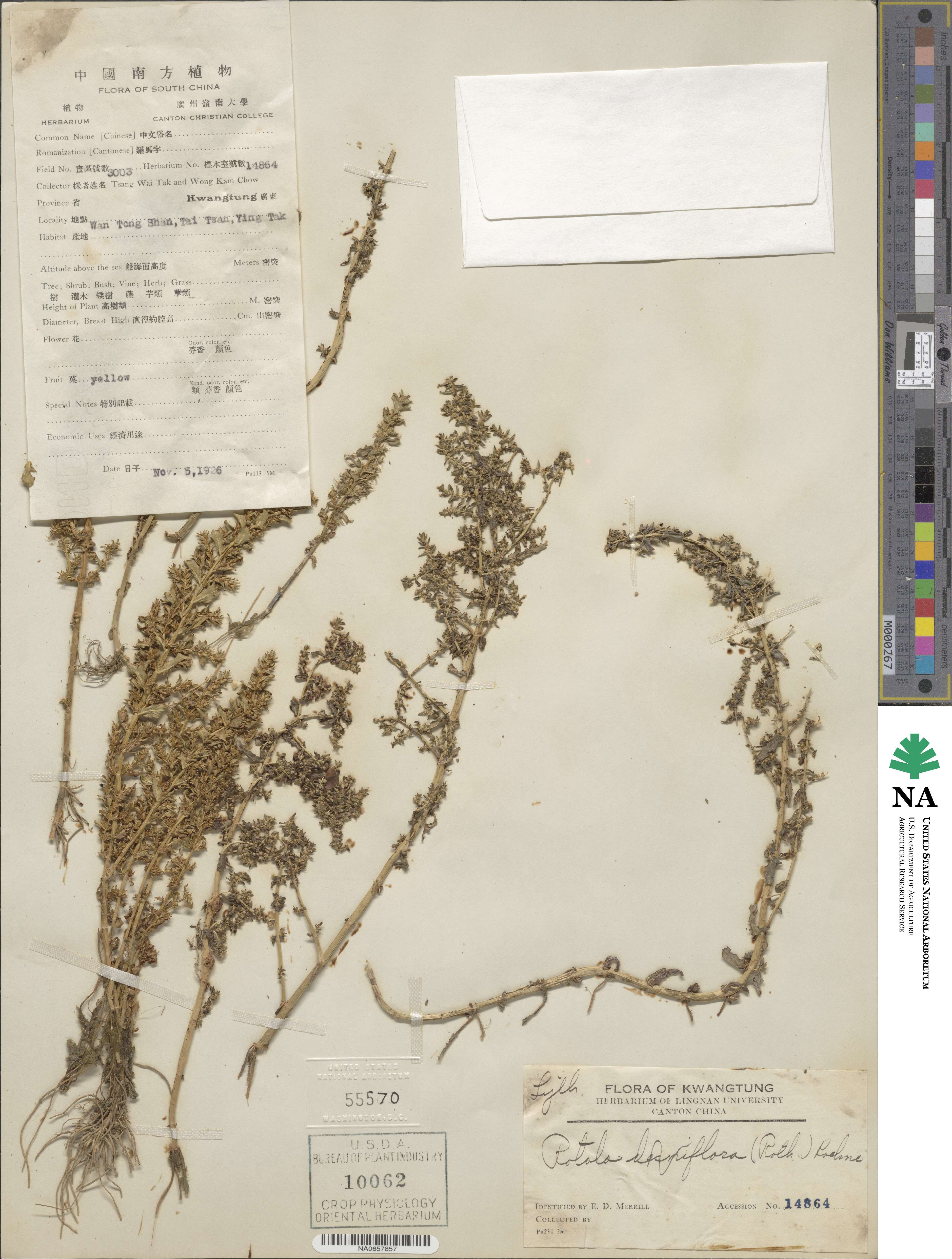 Rotala rotundifolia image