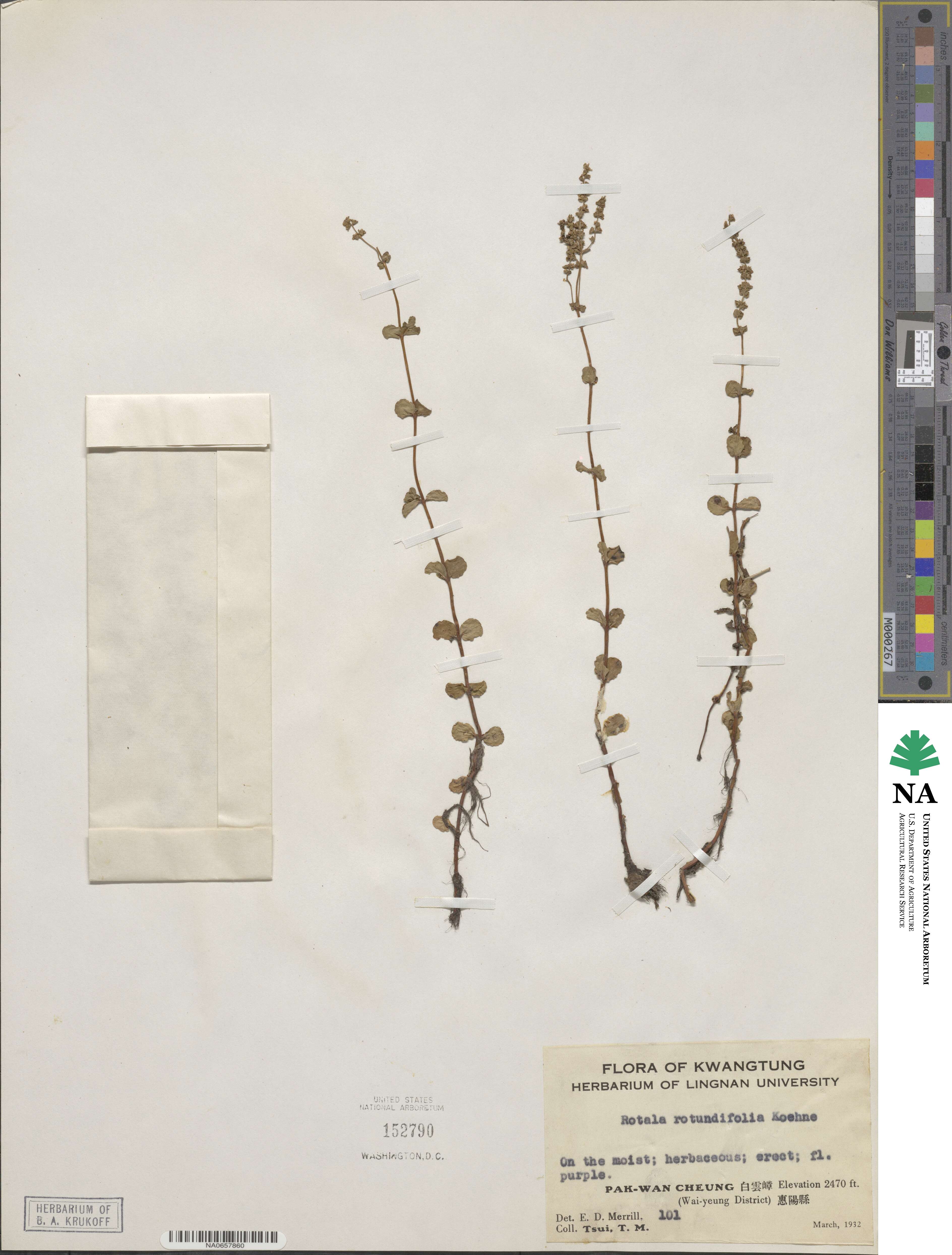 Rotala rotundifolia image