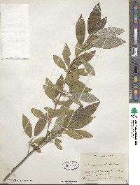 Elaeagnus umbellata image