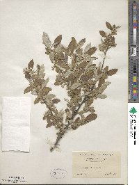 Elaeagnus umbellata image