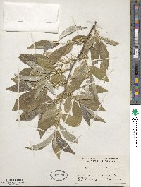 Elaeagnus umbellata image